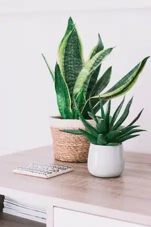 Aloe vera, ruusuvesi, taikapähkinävesi