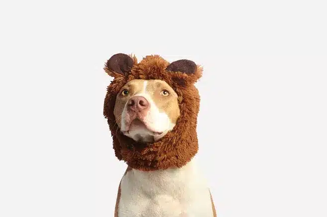 Bear Brown