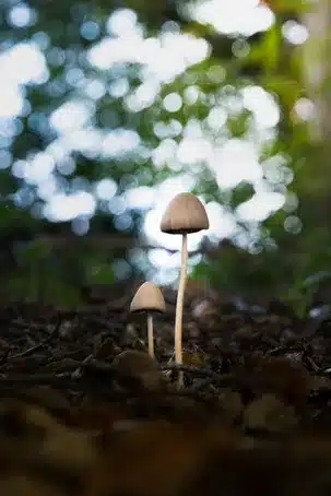 Monipuolinen käyttö