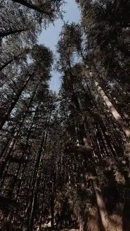 Silmän muoto