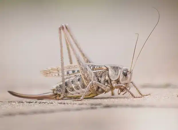 Vinkki myös kovin likaisiin liesiin